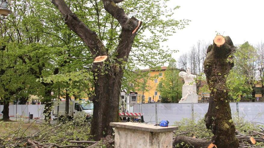 Giù i primi tigli, in piazza Statuto si scatena la protesta