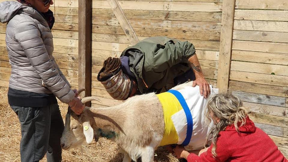 La capra Truciolo è rimasta ferita nell’assalto dei lupi nella zona dell’Ormicello