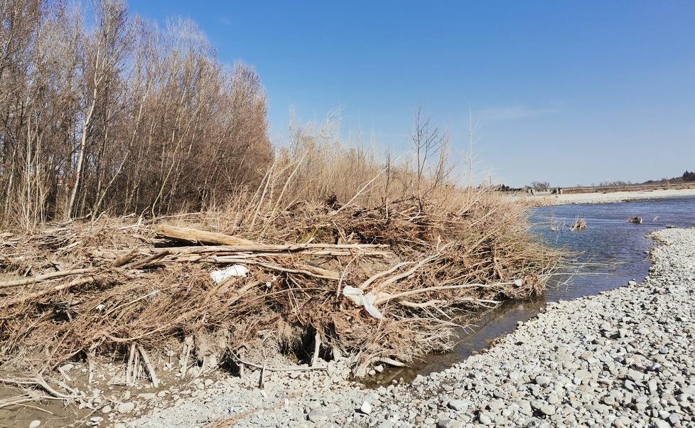Gli alberi divelti ammassati lungo le rive del Secchia