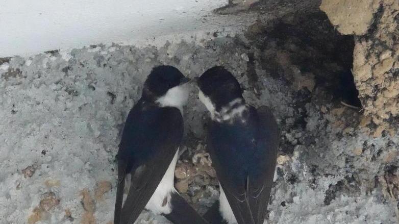 Le rondini amoreggiano in piazza