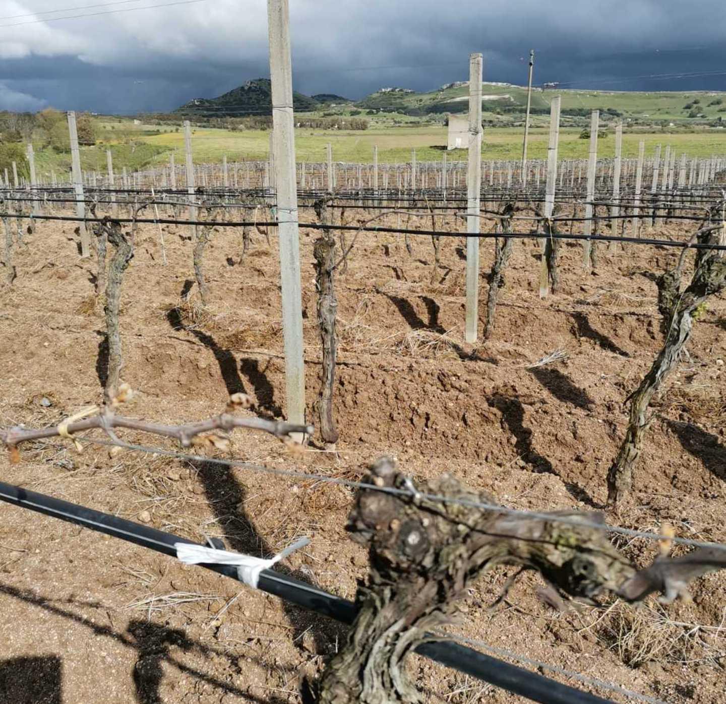 Calamità naturale per le gelate via alle domande