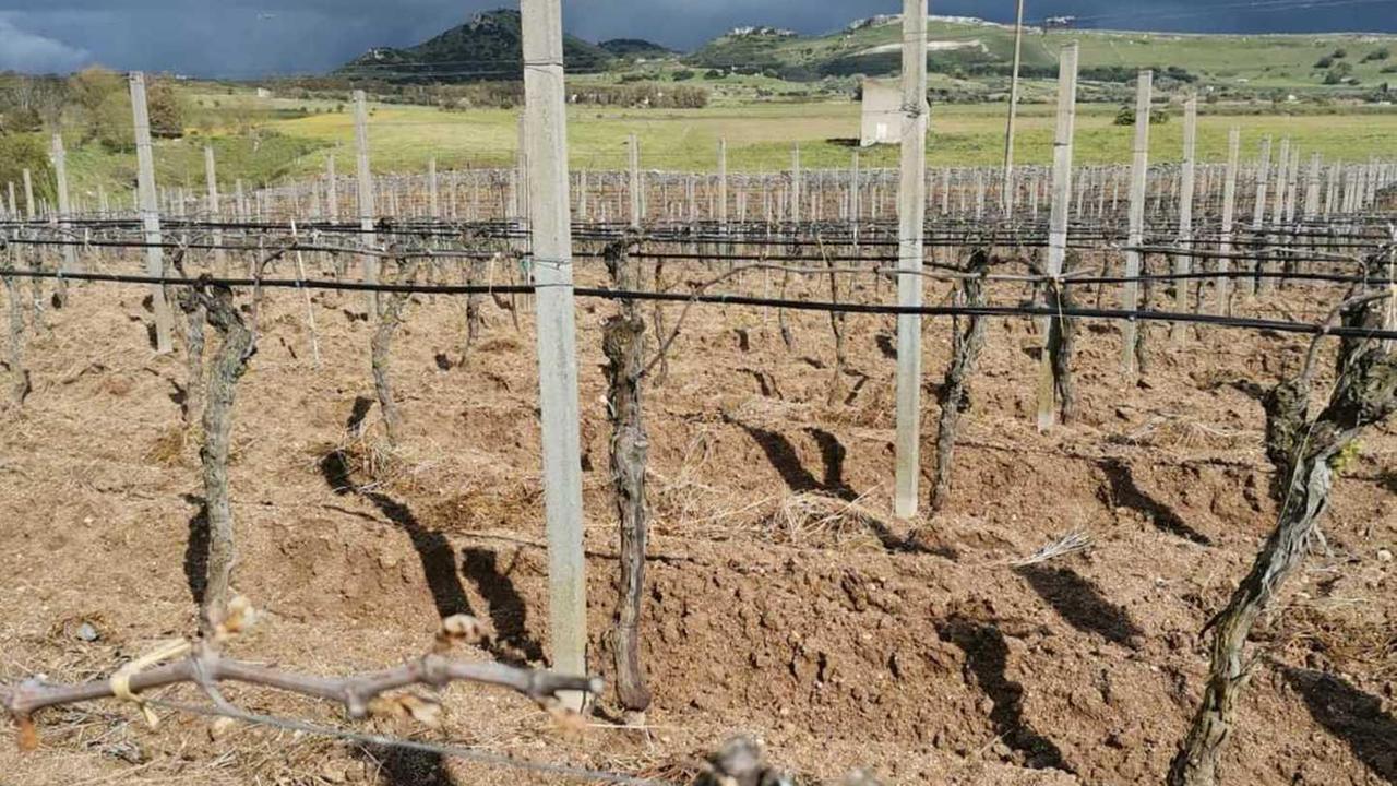 Calamità naturale per le gelate via alle domande