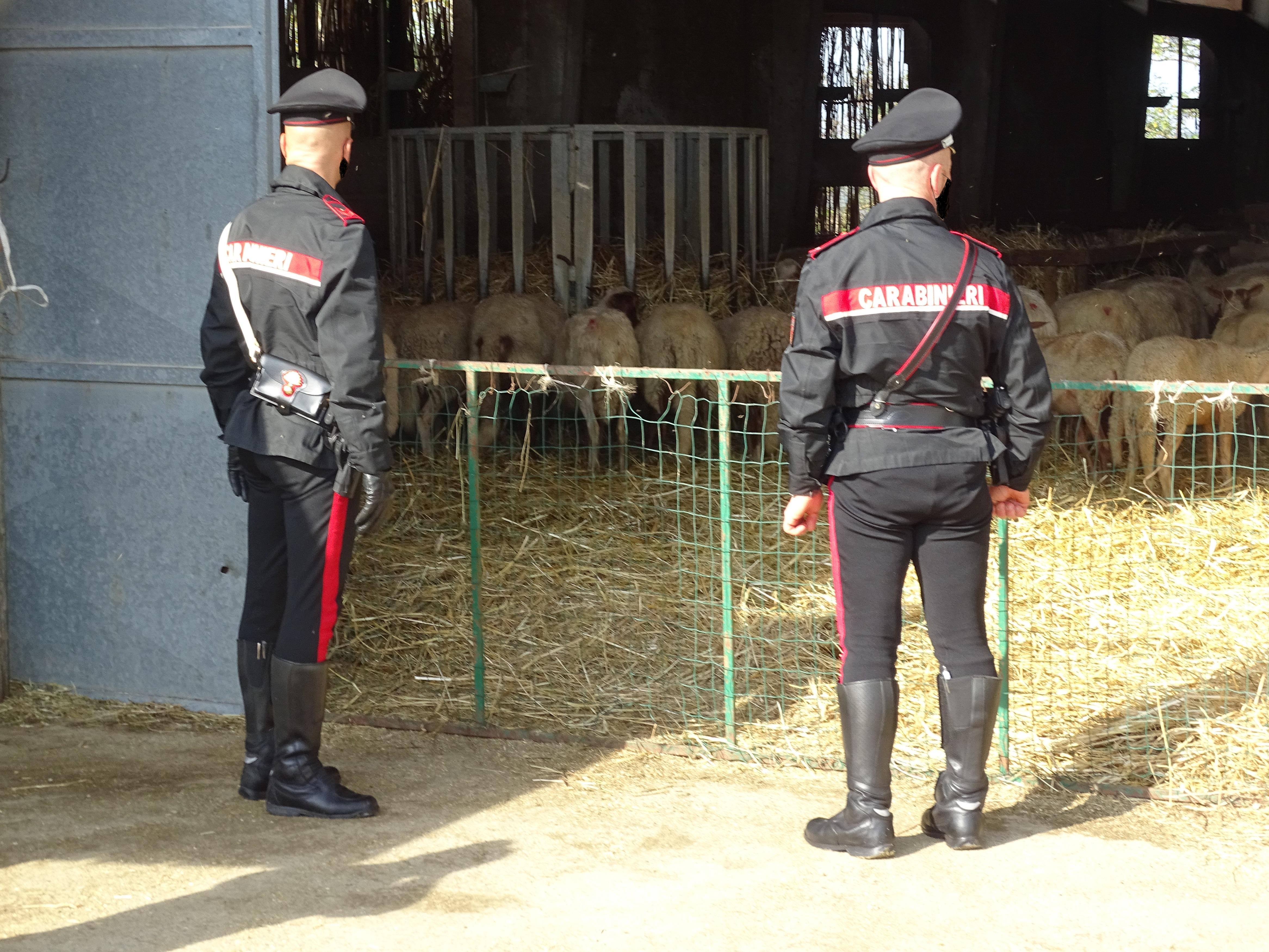 Custodiva oltre 400 grammi di marijuana in casa: nei guai allevatore 28enne di San Basilio