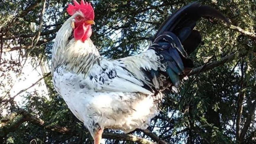 Idee per il gonfalone Concorso aperto a tutti