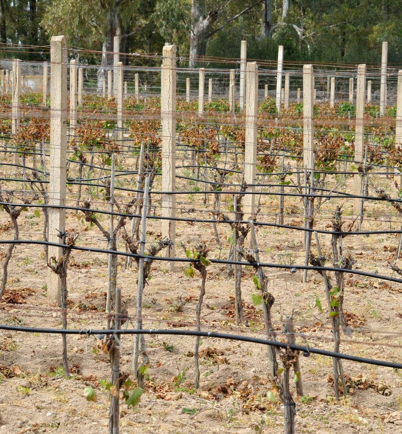 Benetutti, dopo le gelate in campi e vitigni dichiarato lo stato di calamità naturale