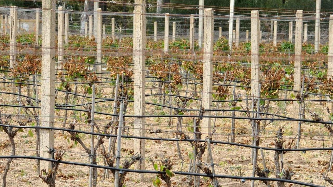 Benetutti, dopo le gelate in campi e vitigni dichiarato lo stato di calamità naturale