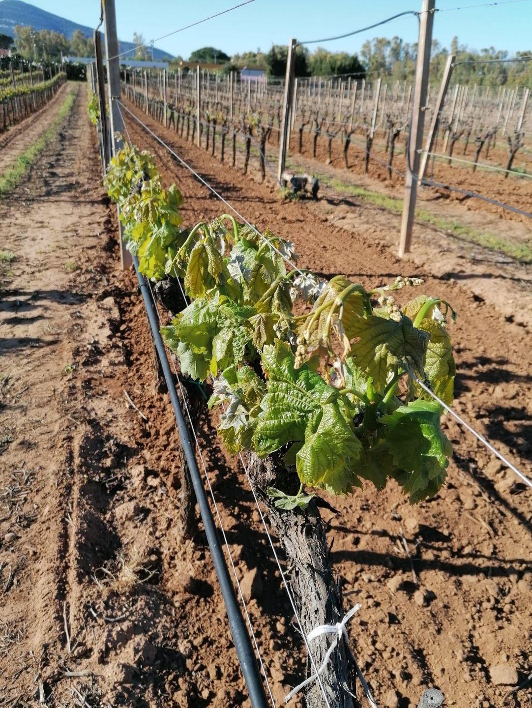 «La Nurra in ginocchio per le gelate» 