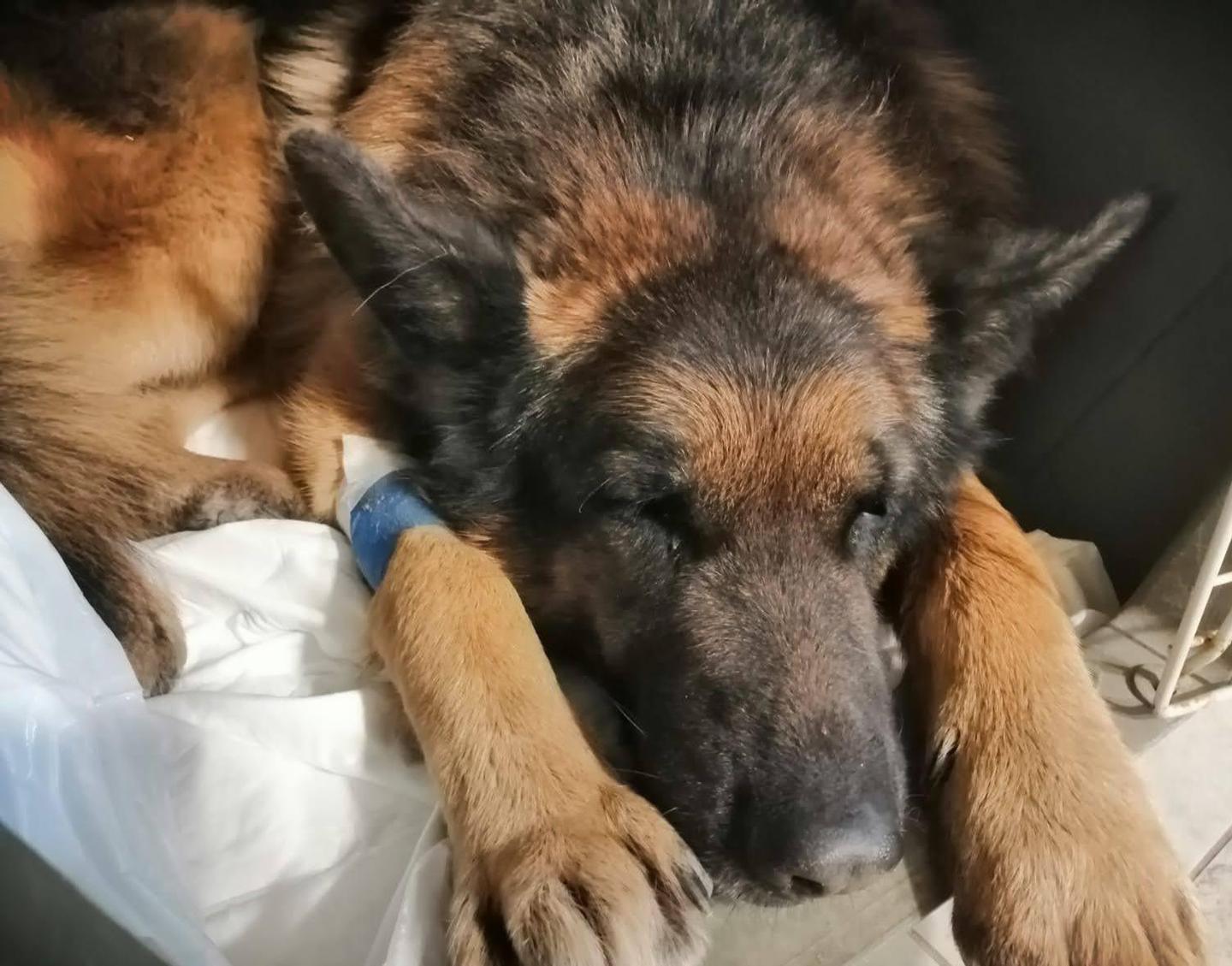 Sorso, c’è un serial killer di cani 