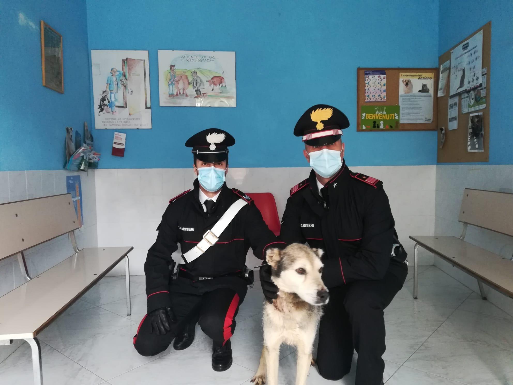Il cane salvato dai carabinieri