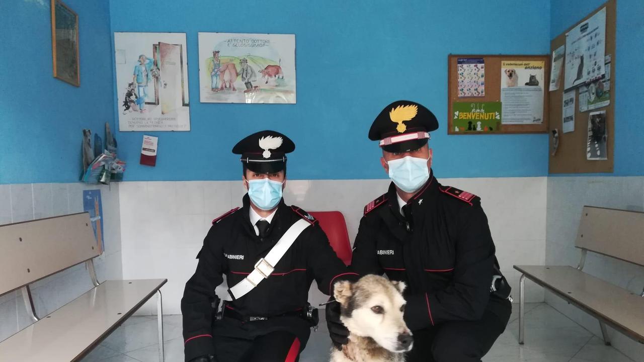 Il cane salvato dai carabinieri