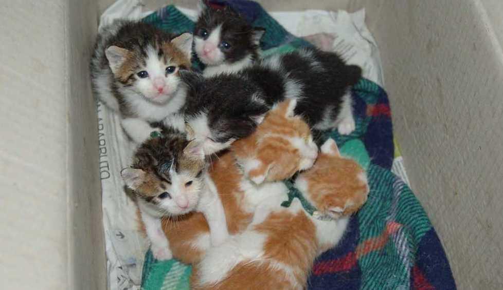 Cuccioli abbandonati in uno scatolone Monito del Comune di Viano