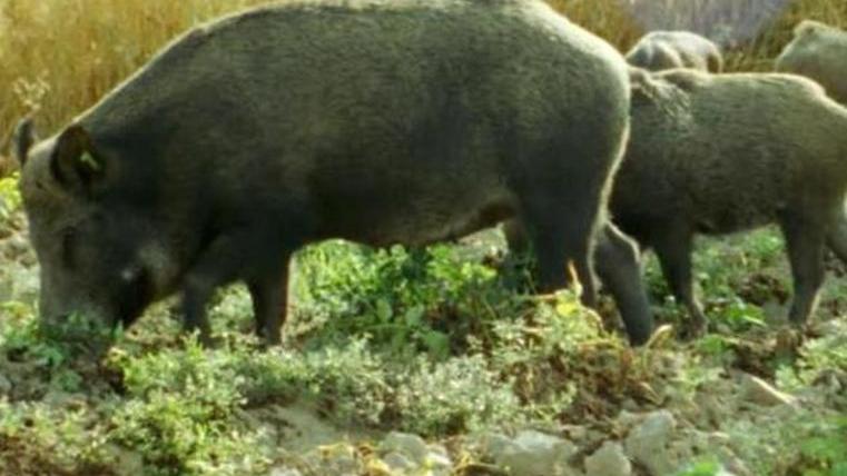 All'Elba è nato il comitato anti cinghiali: «Troppi danni, vanno eliminati»
