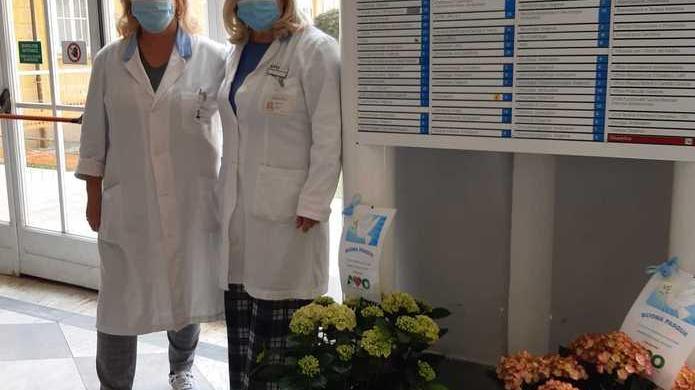 Rubati quattro vasi di ortensie dall’atrio dell’ospedale di Livorno: «Erano un dono dei volontari»