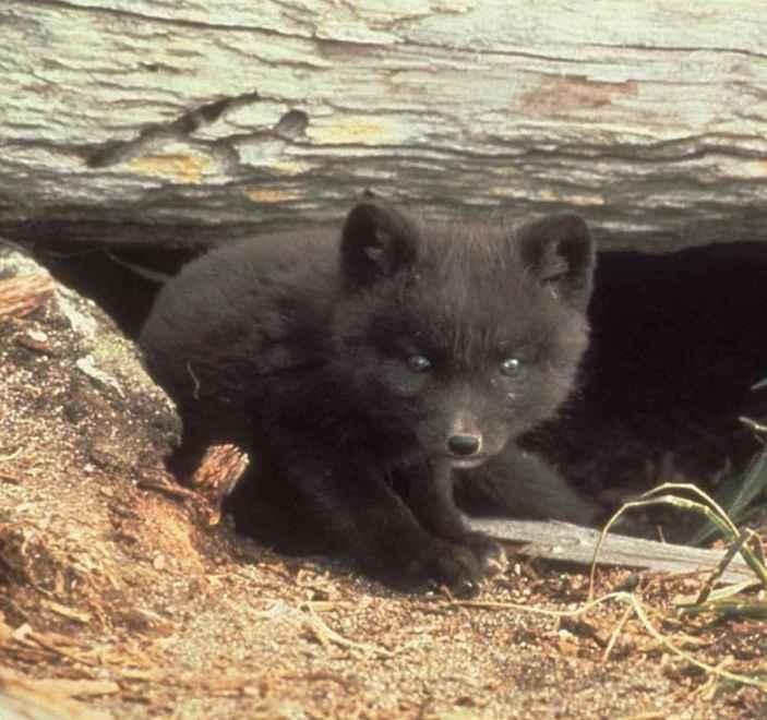Nato il servizio di pronto soccorso per i cuccioli di animali selvatici 