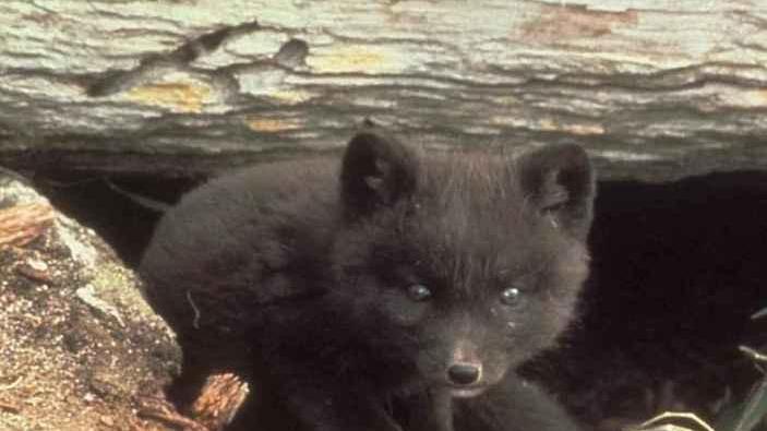 Nato il servizio di pronto soccorso per i cuccioli di animali selvatici