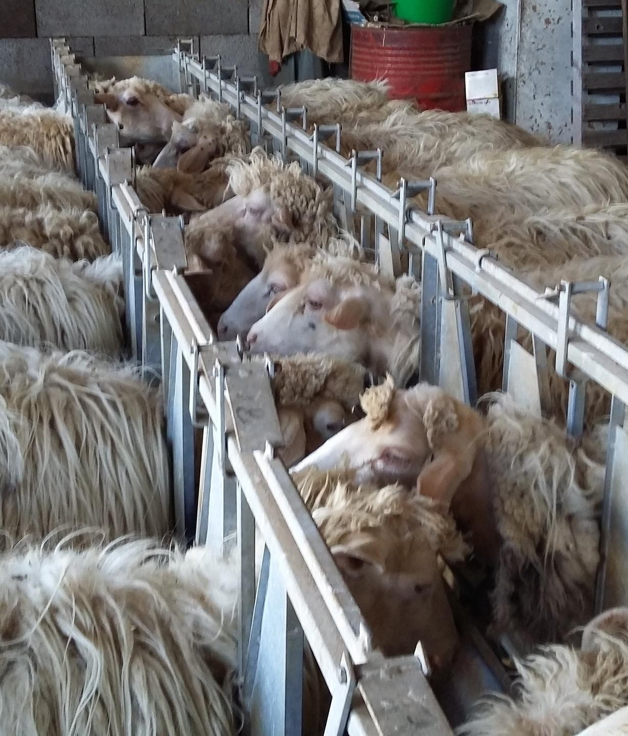 Una vendita con molti sospetti 