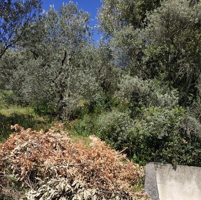 Sparito tra incuria e degrado il parco fuori dalle mura di Campiglia 