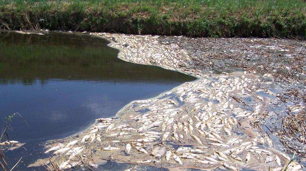 Una morìa di pesci nel canale Usciana di alcuni anni fa: un fenomeno che è salito spesso alla ribalta delle cronache