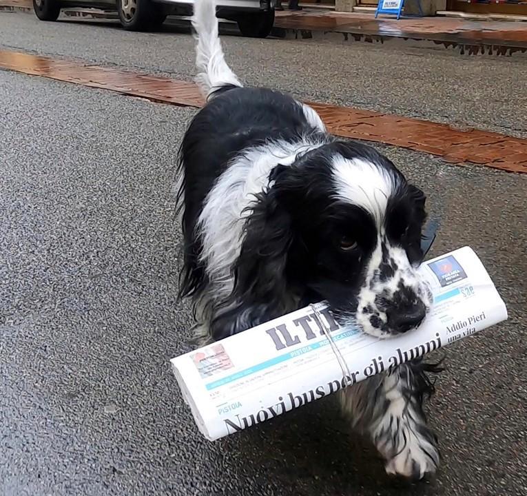 “Il Tirreno” a casa grazie al cane Brasilia: esce da sola, prende il giornale e rientra - Video