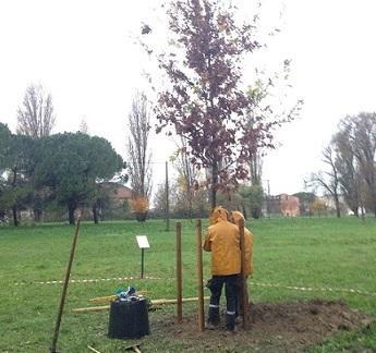 Il Consorzio pianta mille alberi per combattere l’aria inquinata 