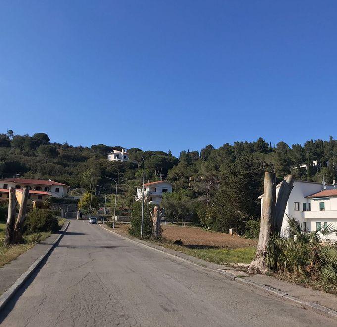 Critiche al taglio degli eucalipti «Gli alberi sono potati male» 