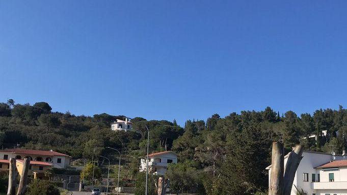 Critiche al taglio degli eucalipti «Gli alberi sono potati male»