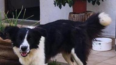 Paloma è scomparsa dalla sua casa a Vallerotana