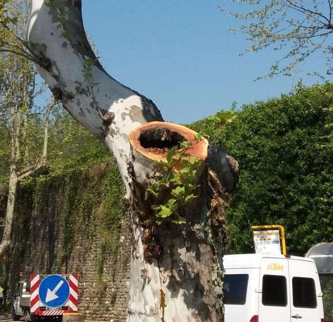 Piante malate o sane? Scoppia la polemica sul taglio dei platani 