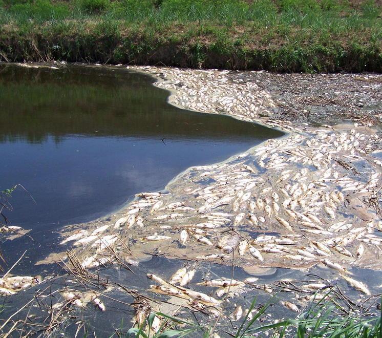 Veleni nell’Usciana tra morìe di pesci, cattivi odori e report impietosi di Arpat 