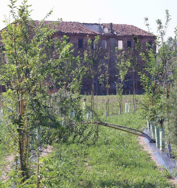 È pronto “Air break” Ferrara città “verde” con 2.000 nuovi alberi 