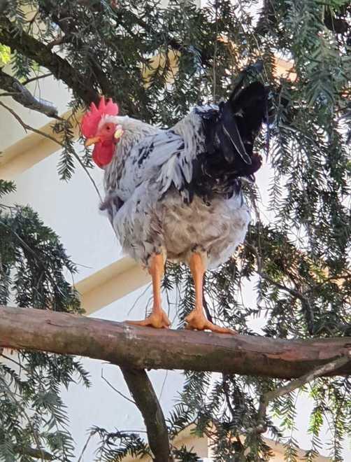 Il gallo Garibaldi è sempre protagonista Finisce anche in tv