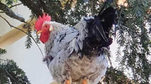 Il gallo Garibaldi è sempre protagonista Finisce anche in tv