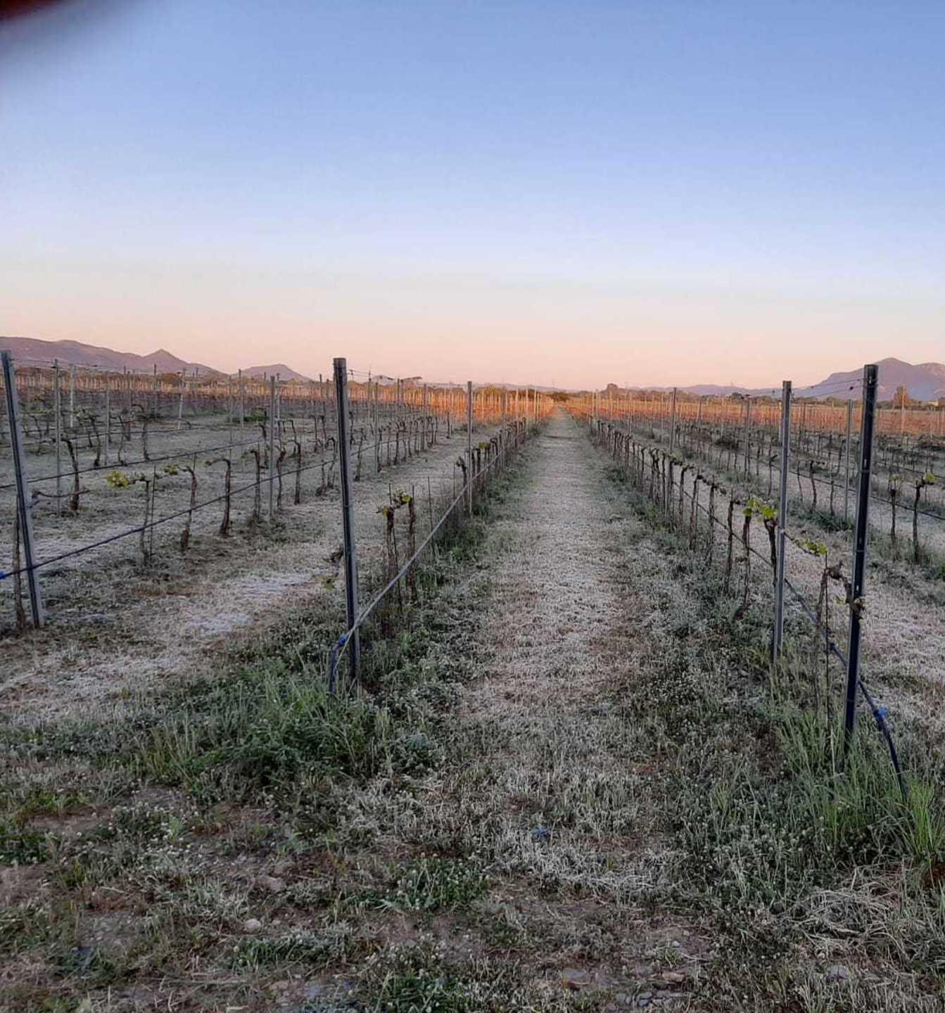 Domande entro lunedì 26 aprile per gli indennizzi delle gelate