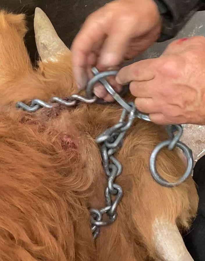 Villanova, vitello di 15 mesi legato a un albero con una catena 