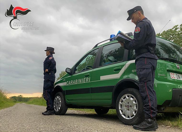 Trappole per gatti a Reggio: aperta un'indagine 