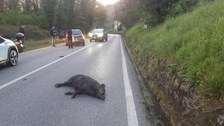 Cinghiale irrompe nella statale: travolto e ferito uno scooterista
