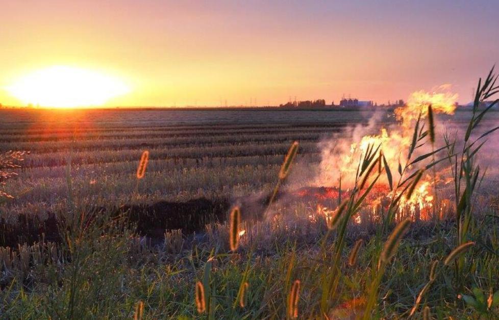 Riso del Delta a rischio con i divieti ai roghi 