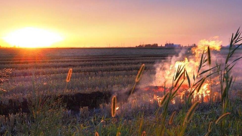 Riso del Delta a rischio con i divieti ai roghi
