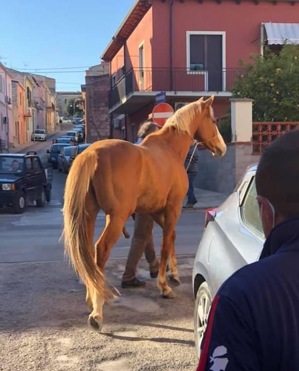 Un puledro imbizzarrito semina il caos a Sorso 