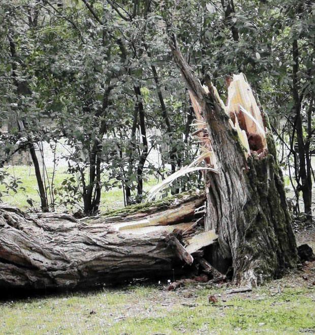 Ferrara. Un altro albero caduto al Parco Massari. Scatta l’allarme verde 