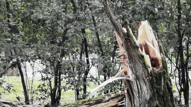 Ferrara. Un altro albero caduto al Parco Massari. Scatta l’allarme verde