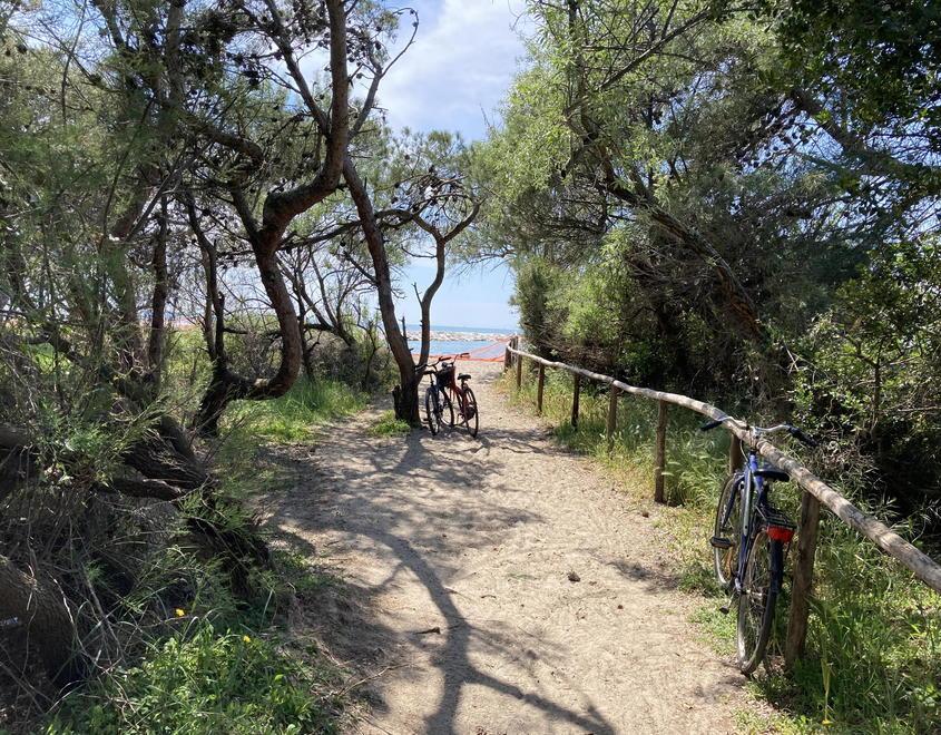 Una pineta più ricca a Vada: tavoli, panchine e percorsi pedonali. Piantati 600 alberi 