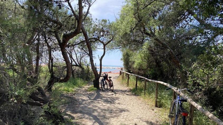 Una pineta più ricca a Vada: tavoli, panchine e percorsi pedonali. Piantati 600 alberi