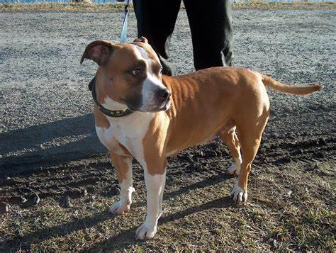 Santa Teresa, uccide il cane a colpi di roncola e lo impicca: proprietario condannato a due anni