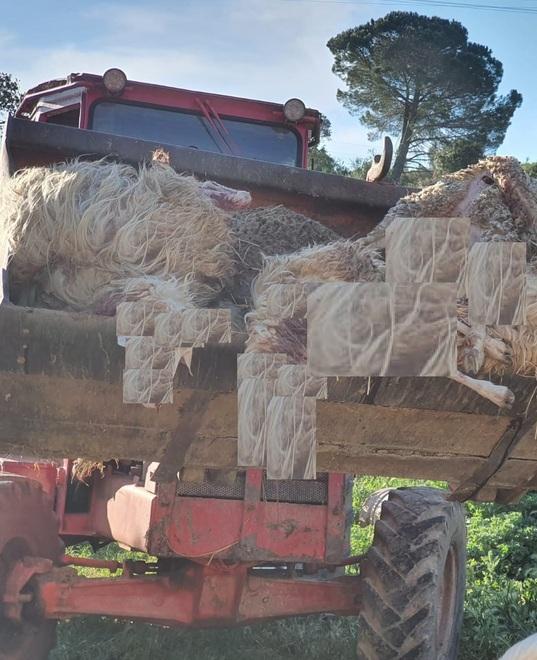 Alcuni dei capi sbranati di cui non mostriamo i dettagli