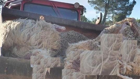 Alcuni dei capi sbranati di cui non mostriamo i dettagli