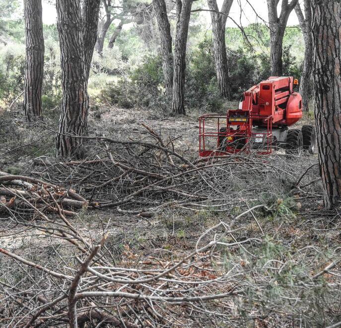 A Marina c’è un ettaro e mezzo bruciato Si taglieranno 40 pini e ne arriveranno 400 