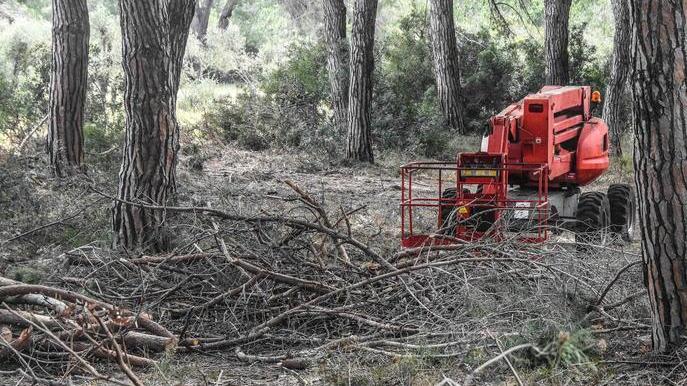 A Marina c’è un ettaro e mezzo bruciato Si taglieranno 40 pini e ne arriveranno 400