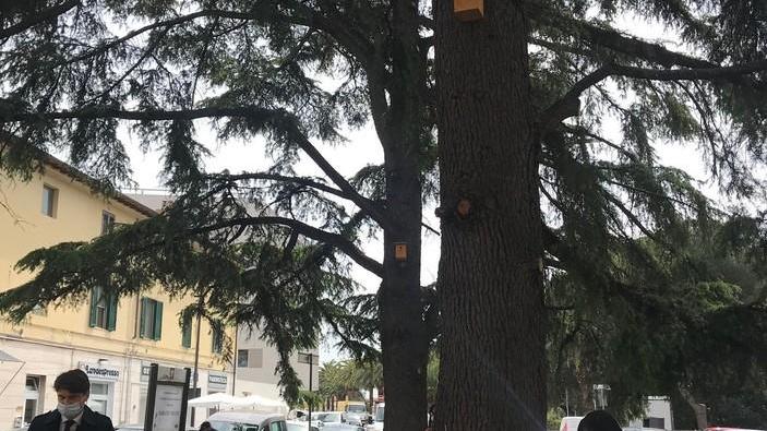 Un angolo verde recuperato e “presidiato” dalle cinciallegre