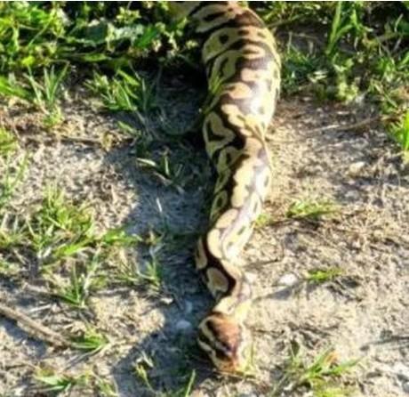 Finita la “latitanza” di Python Visto lungo l’argine del Po 